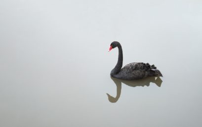 Political Black Swans: Ignore Them at Your Association’s Peril
